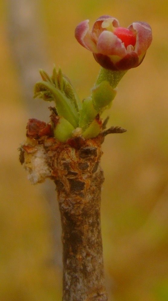 Sclerocarya birrea flower