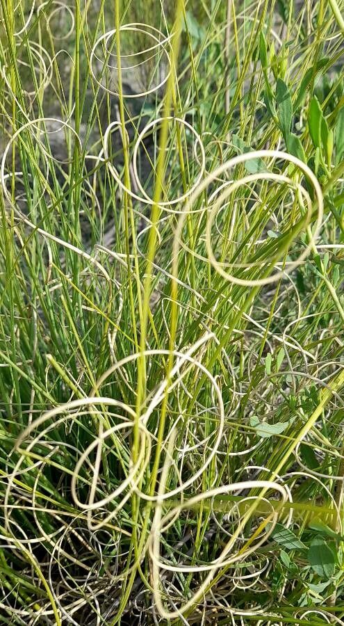 Elionurus muticus leaf