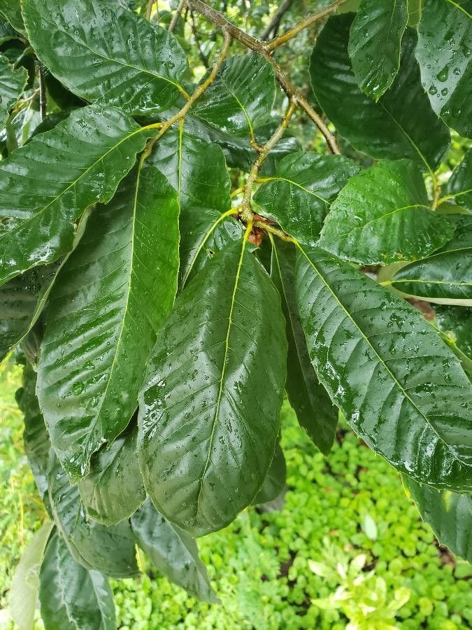 Castanea mollissima leaf