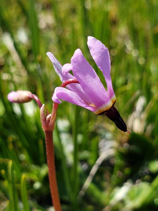 Dodecatheon hendersonii flower