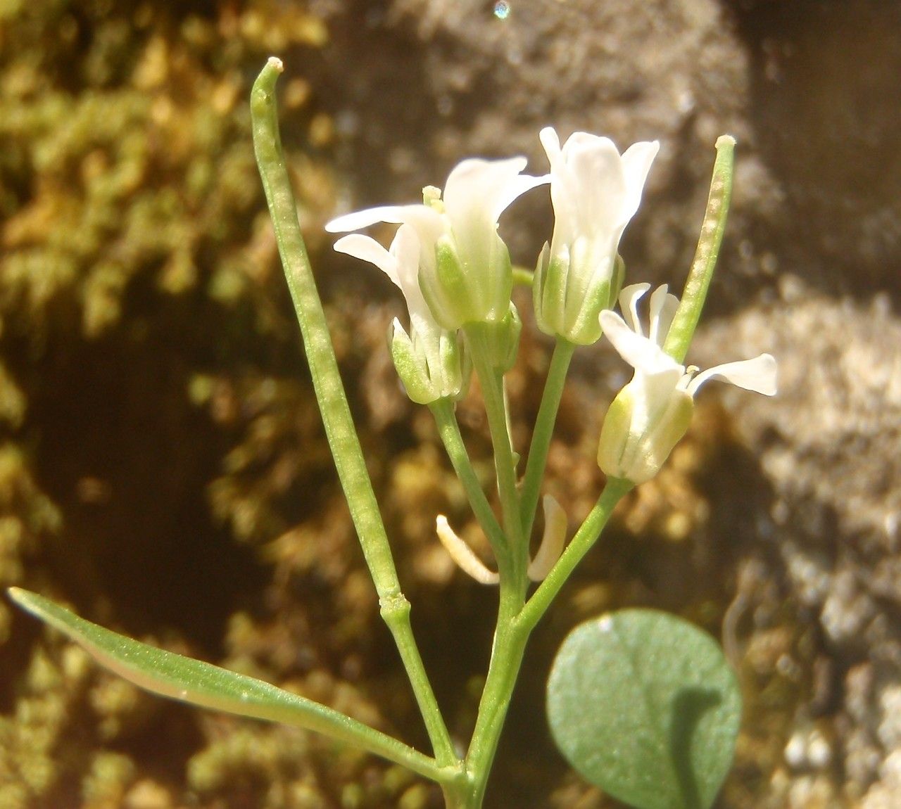 Cardamine alpina flower