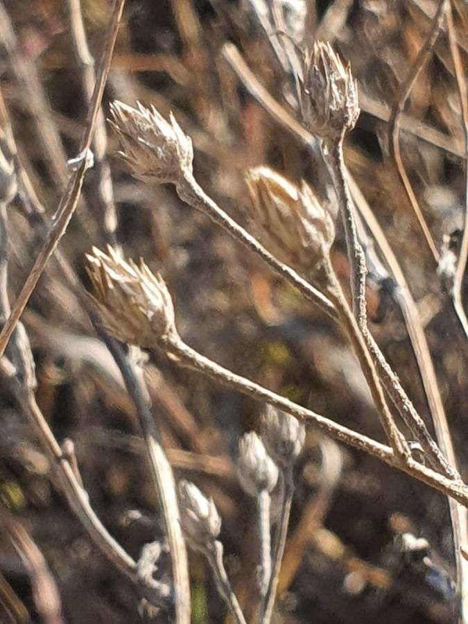 Gutenbergia rueppellii fruit