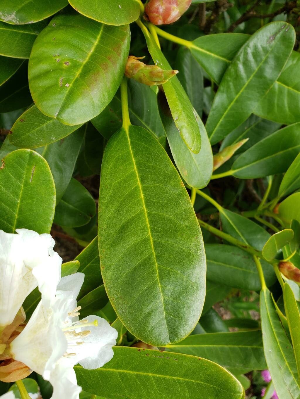 Rhododendron caucasicum — houseplant care guide