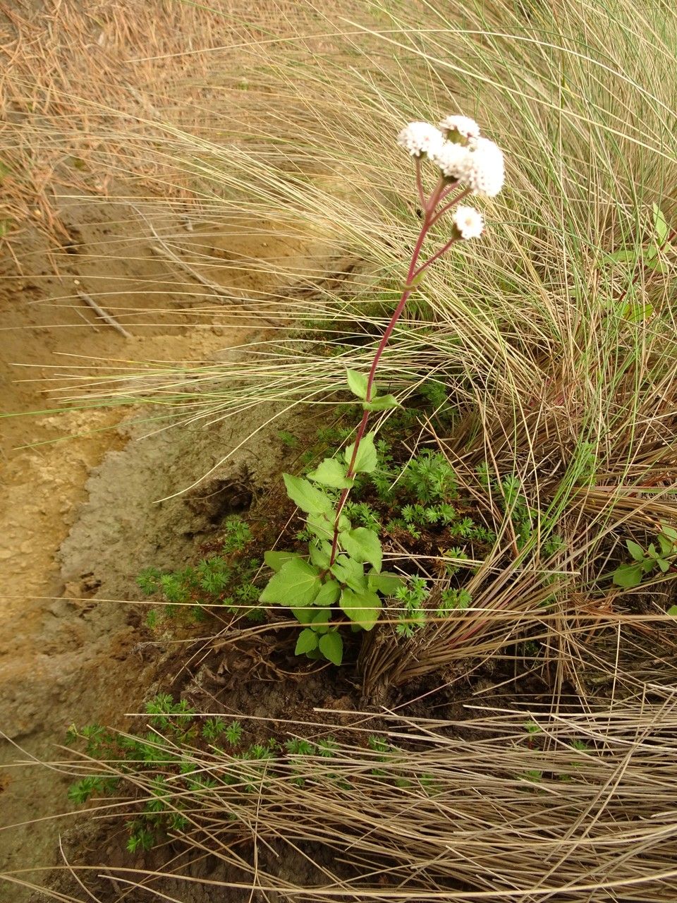 Ageratina prunellifolia habit