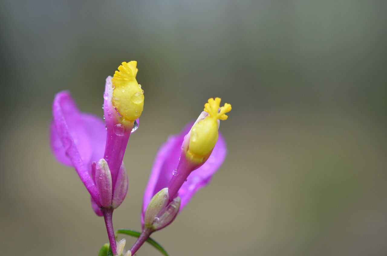 Polygala vayredae flower