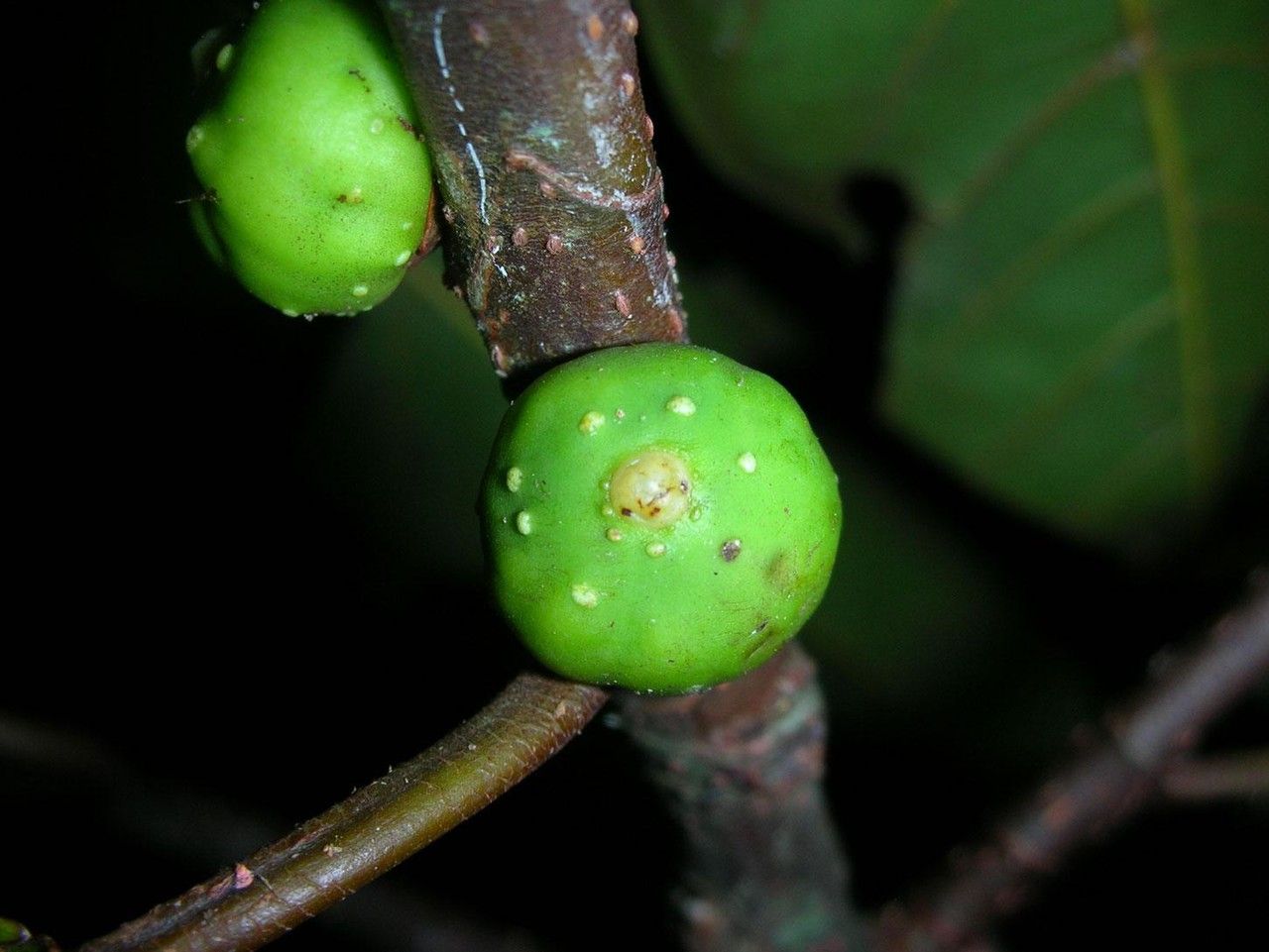 Ficus richteri fruit