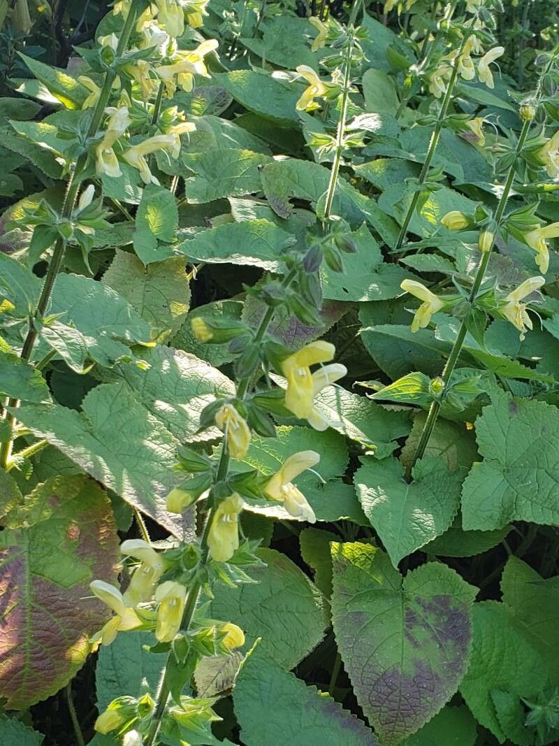 Salvia koyamae flower