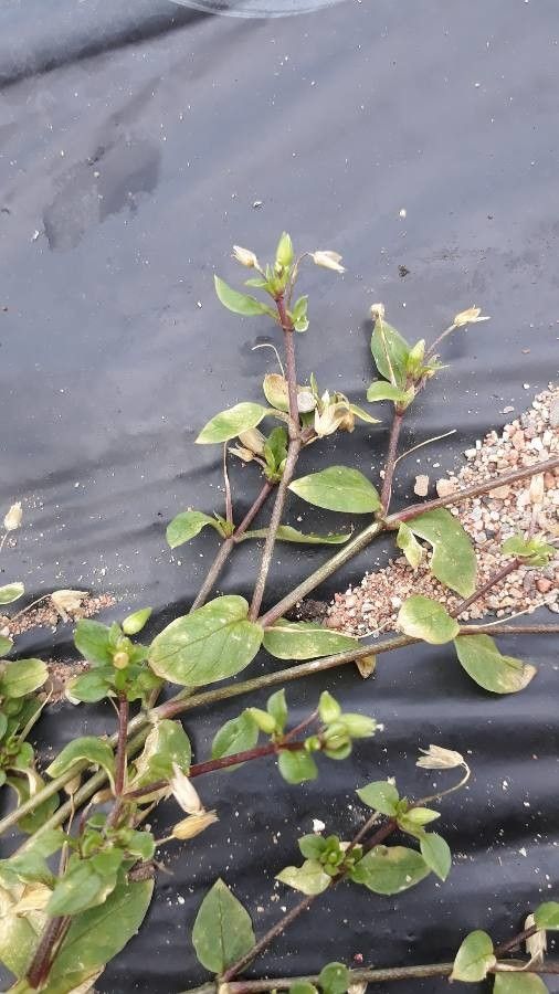 Spergula bocconii — related species from the same genus