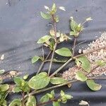 Spergularia bocconei