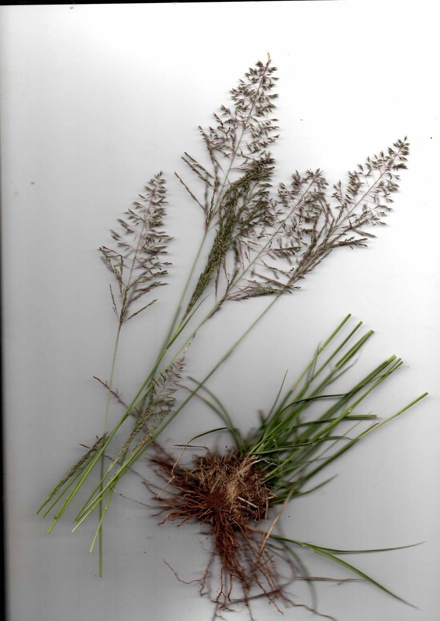 Sporobolus stapfianus other