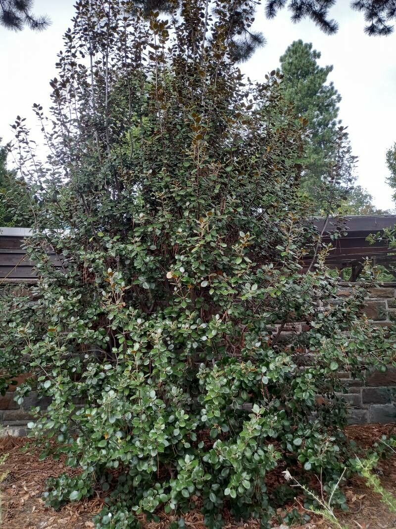 Quercus alnifolia habit