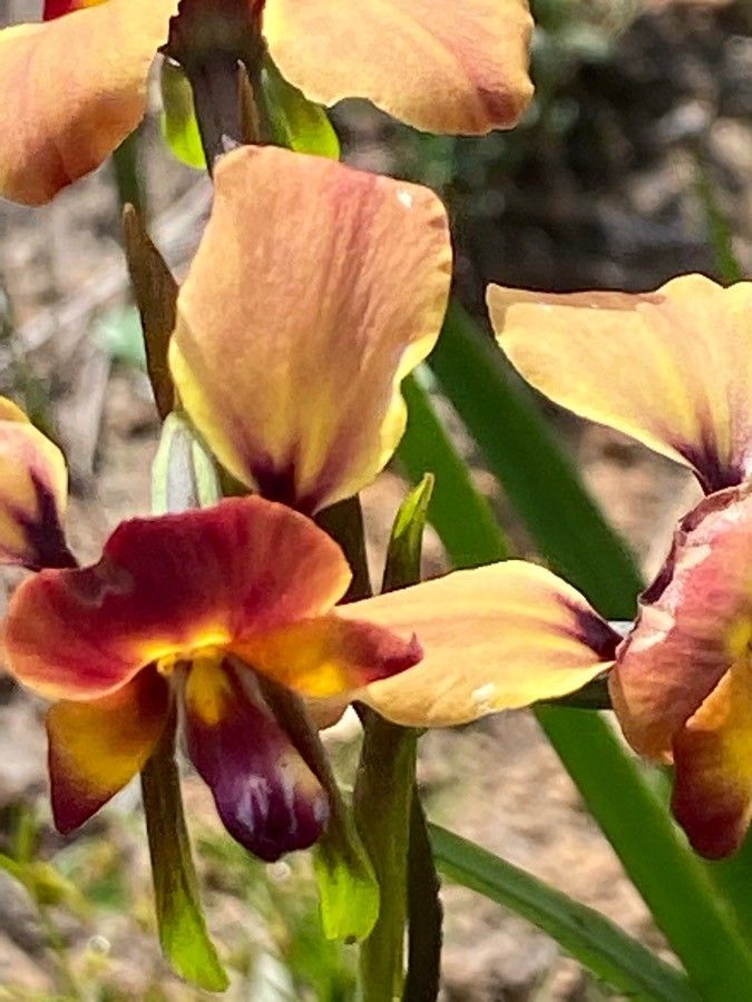 Diuris orientis flower