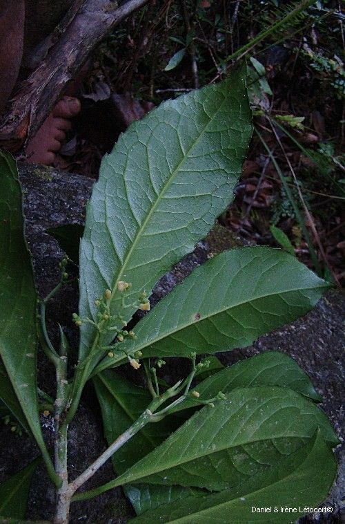 Hybanthus micranthus — houseplant care guide