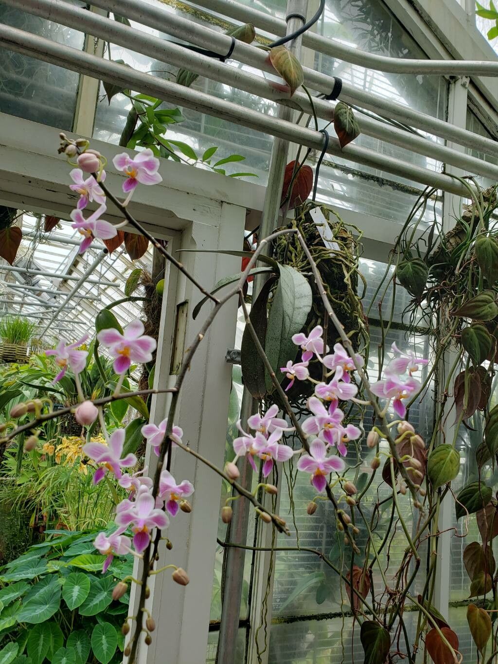Phalaenopsis celebensis habit