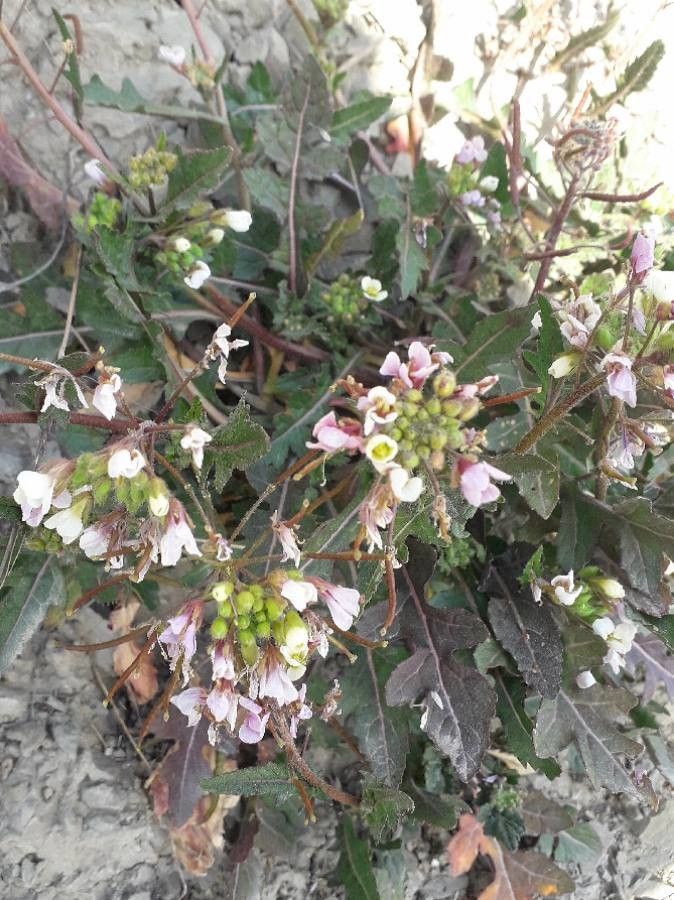 Diplotaxis erucoides flower