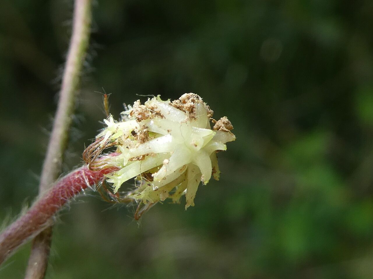 Trifolium subterraneum fruit