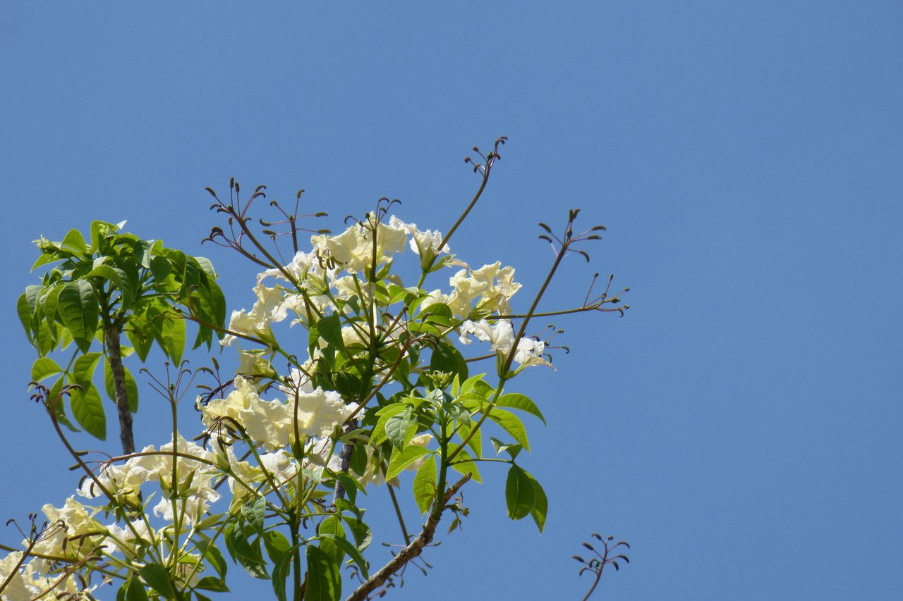 Cladostemon kirkii flower