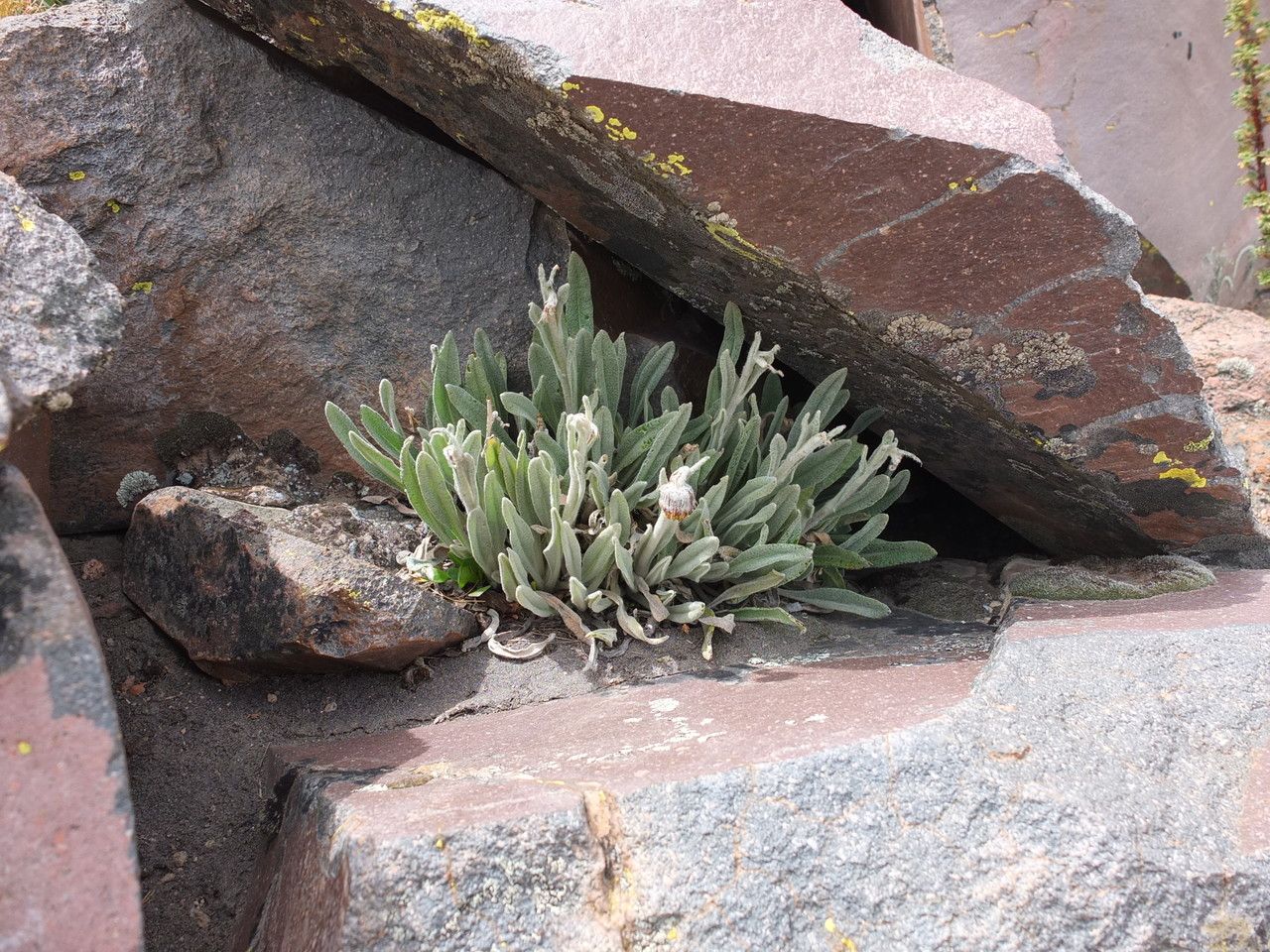 Senecio candollii leaf