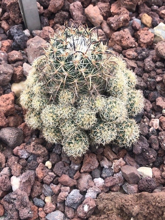 Coryphantha cornifera — search result for 'Cactaceae'