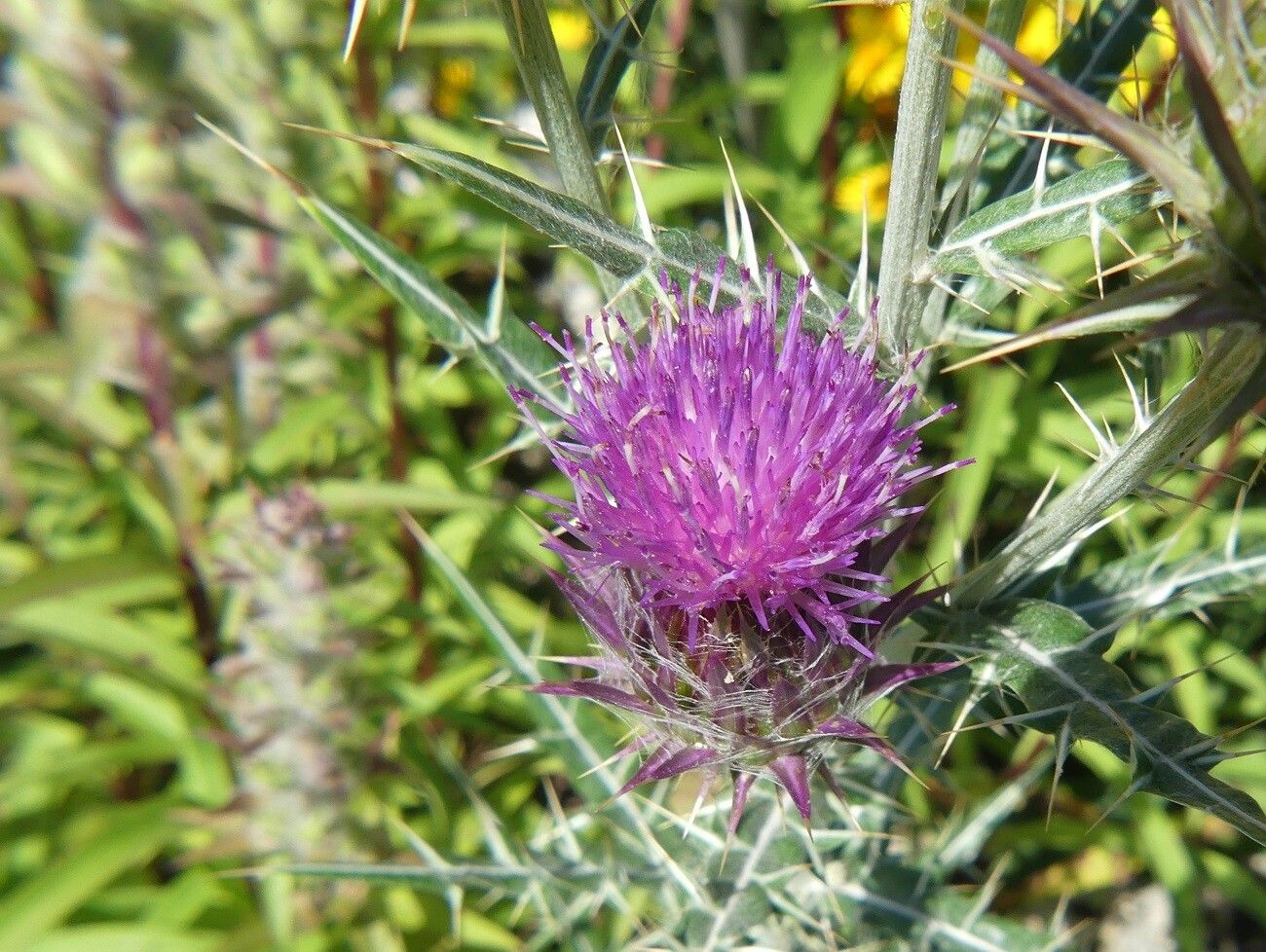 Ptilostemon afer flower