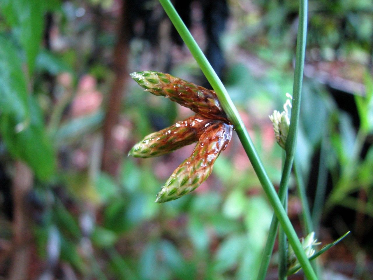 Cyperus laevigatus fruit