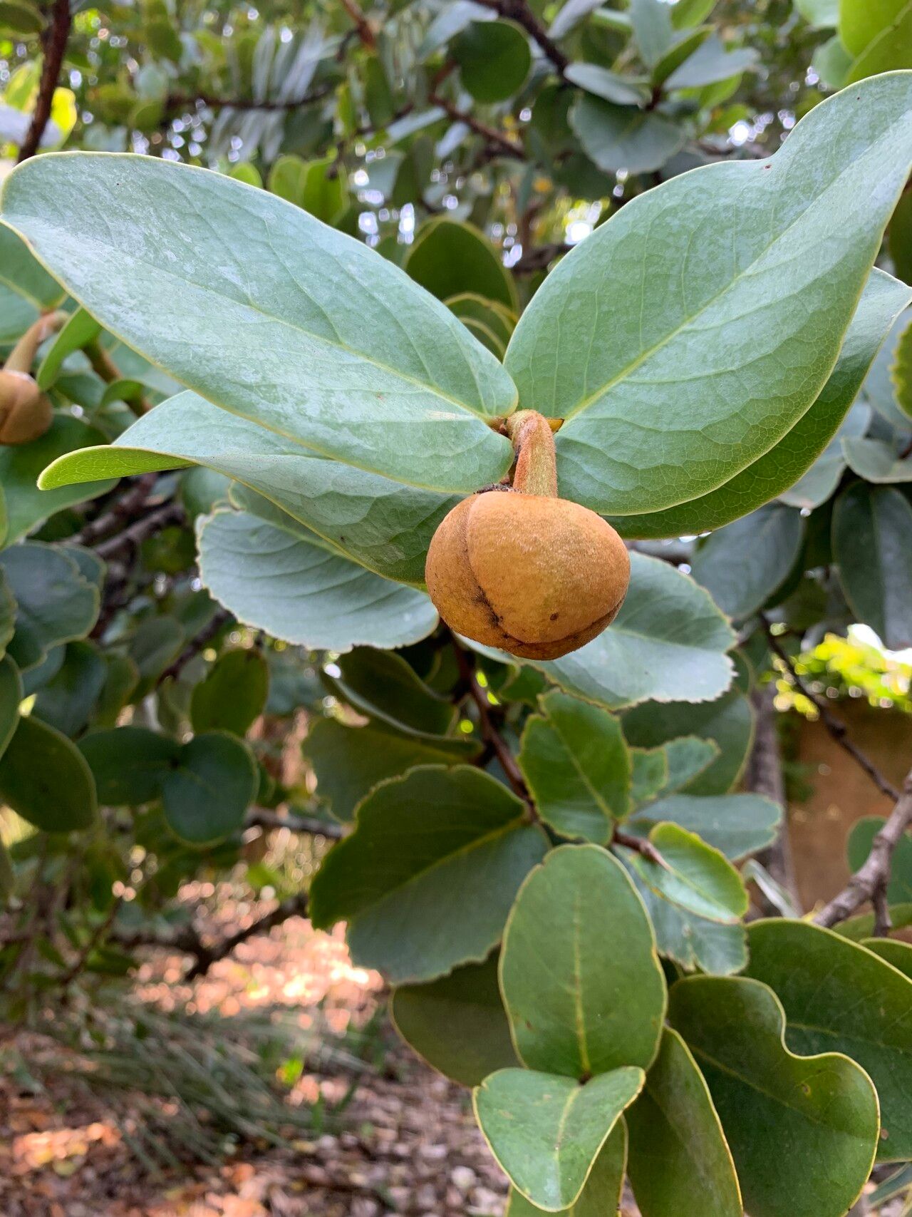 Annona coriacea flower