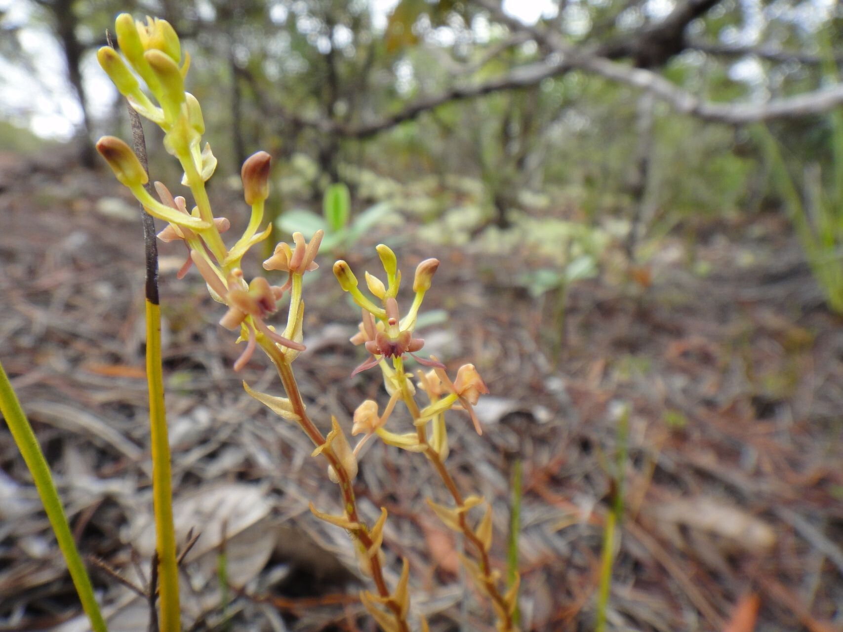 Liparis laxa — houseplant care guide