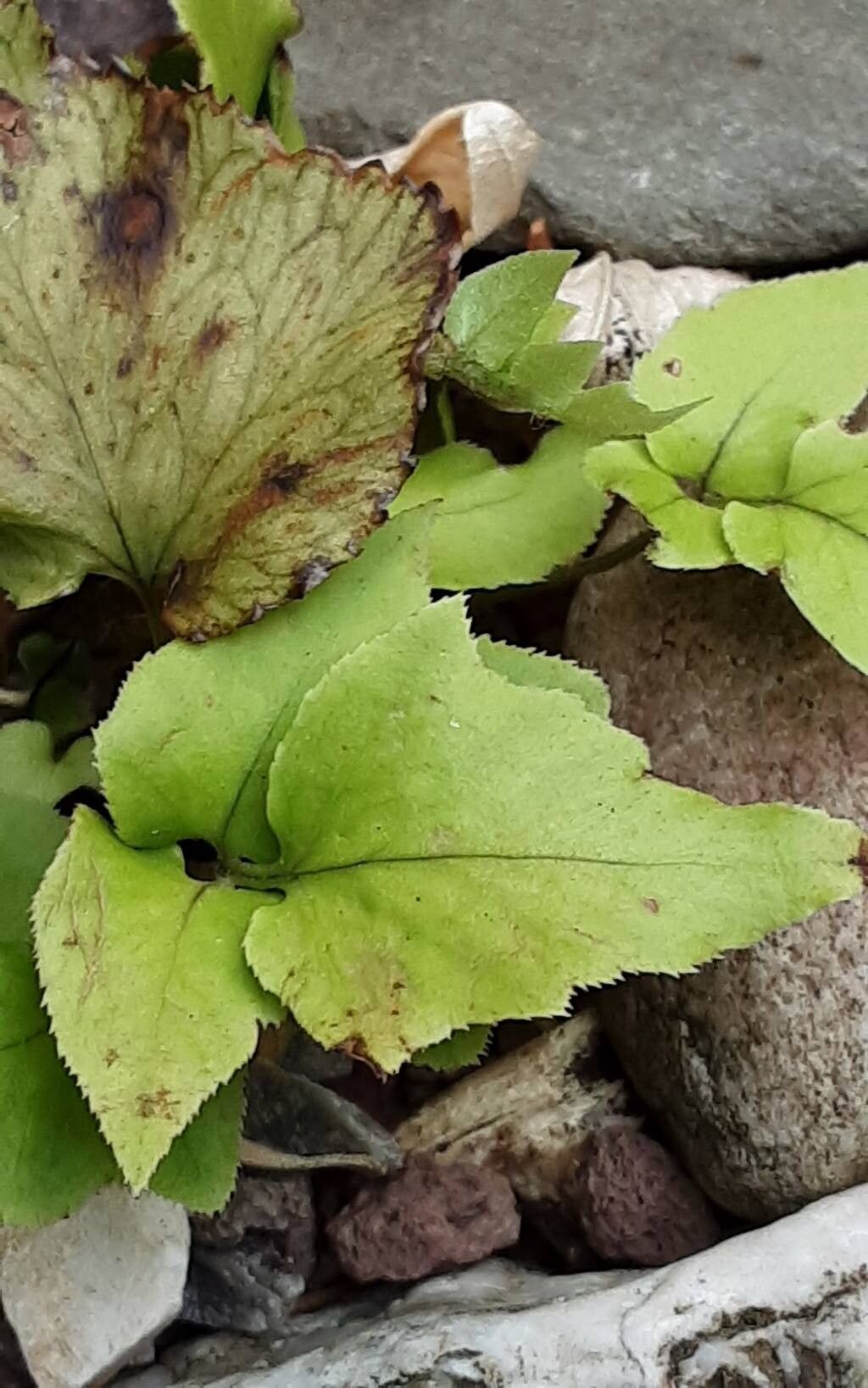 Cyrtomium anomophyllum — related species from the same genus