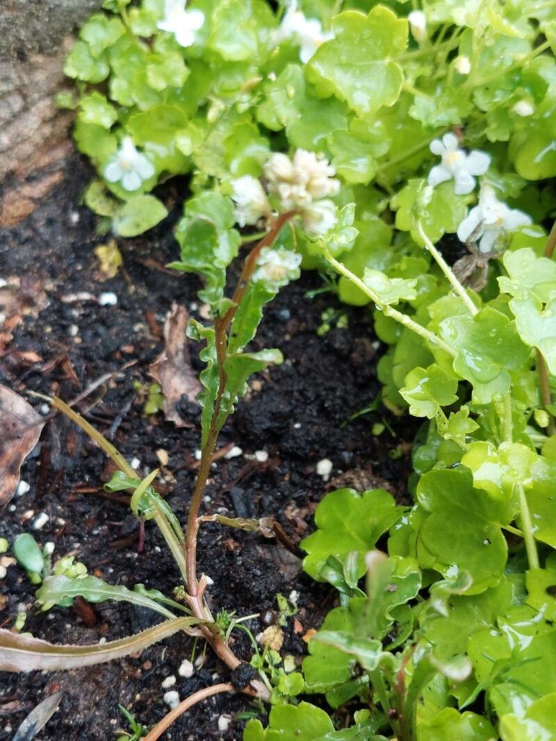 Reseda media — search result for 'Reseda'