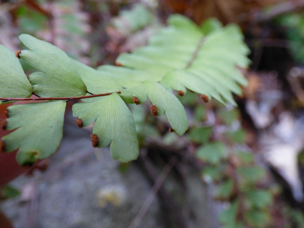 Adiantum rhizophorum fruit