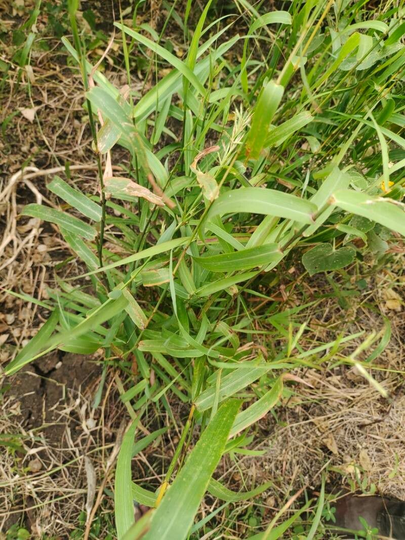 Hyparrhenia tamba leaf