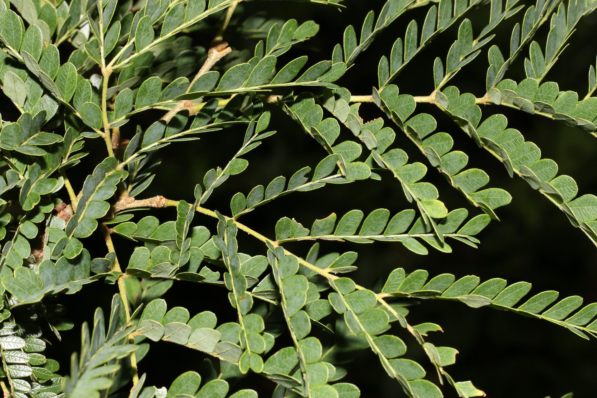 Caesalpinia eriostachys leaf