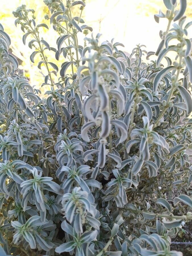 Mercurialis tomentosa leaf