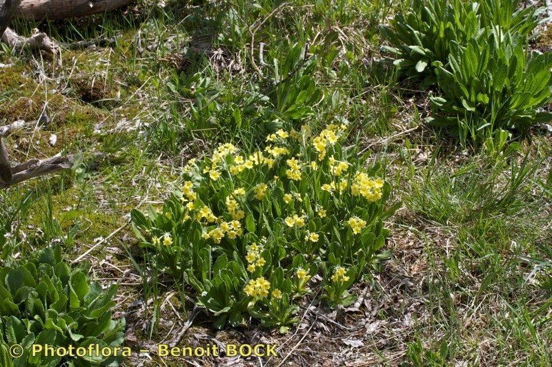 Primula luteola habit