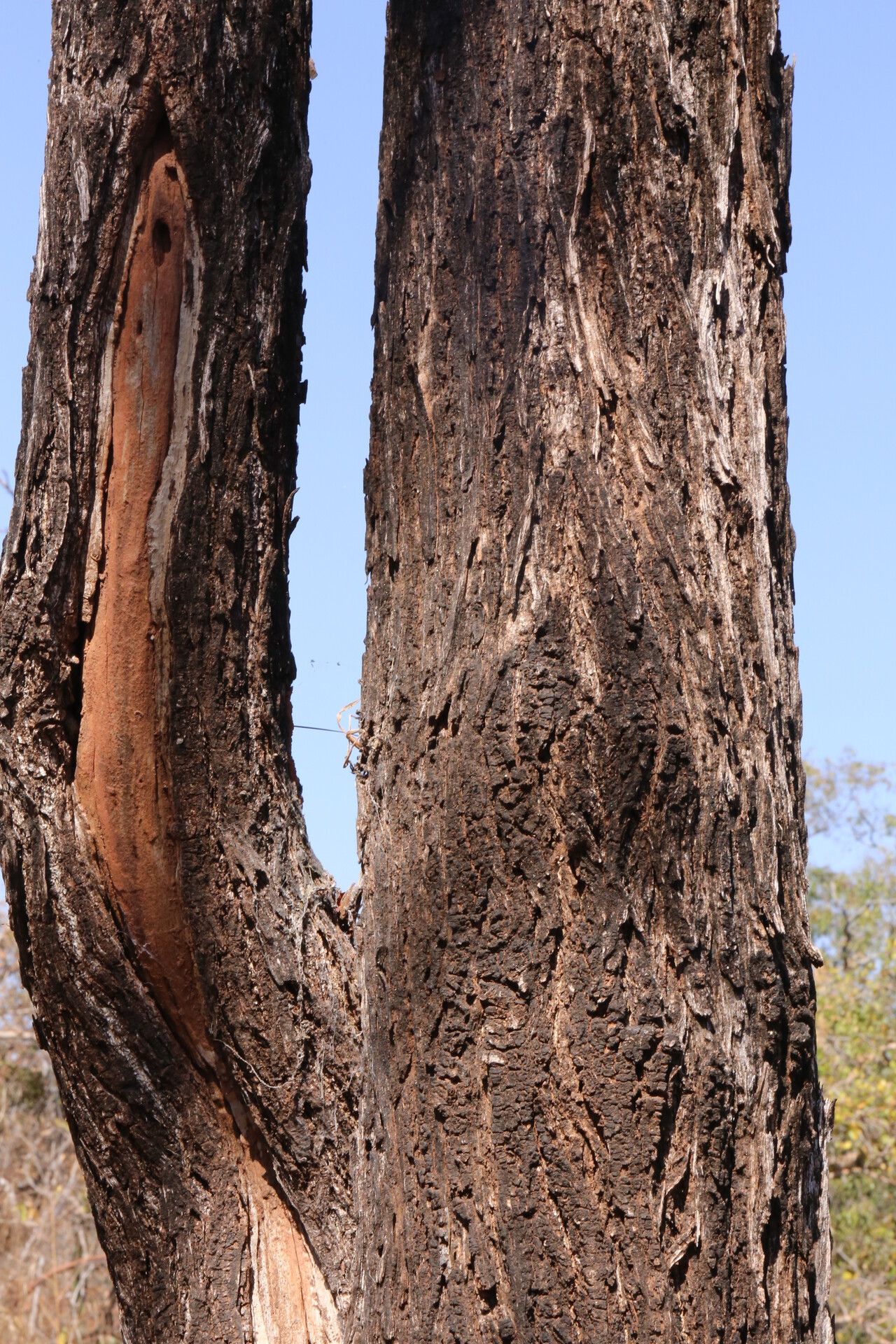 Terminalia stenostachya bark