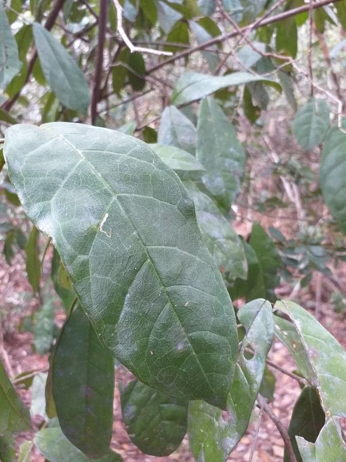 Combretum illairii — search result for 'Combretum'