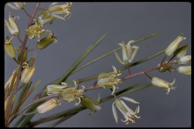 Streptanthus flavescens flower