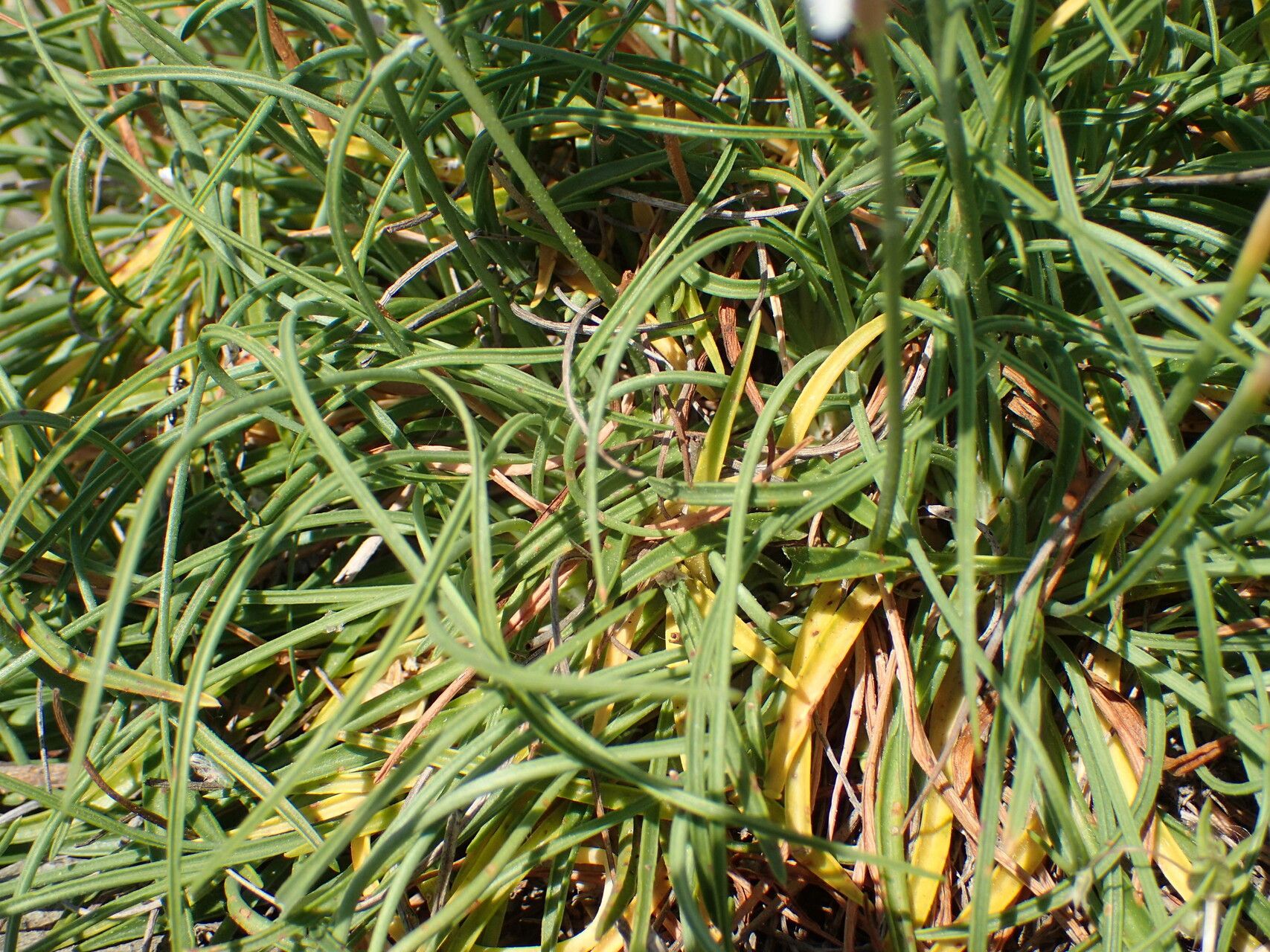 Armeria ruscinonensis leaf