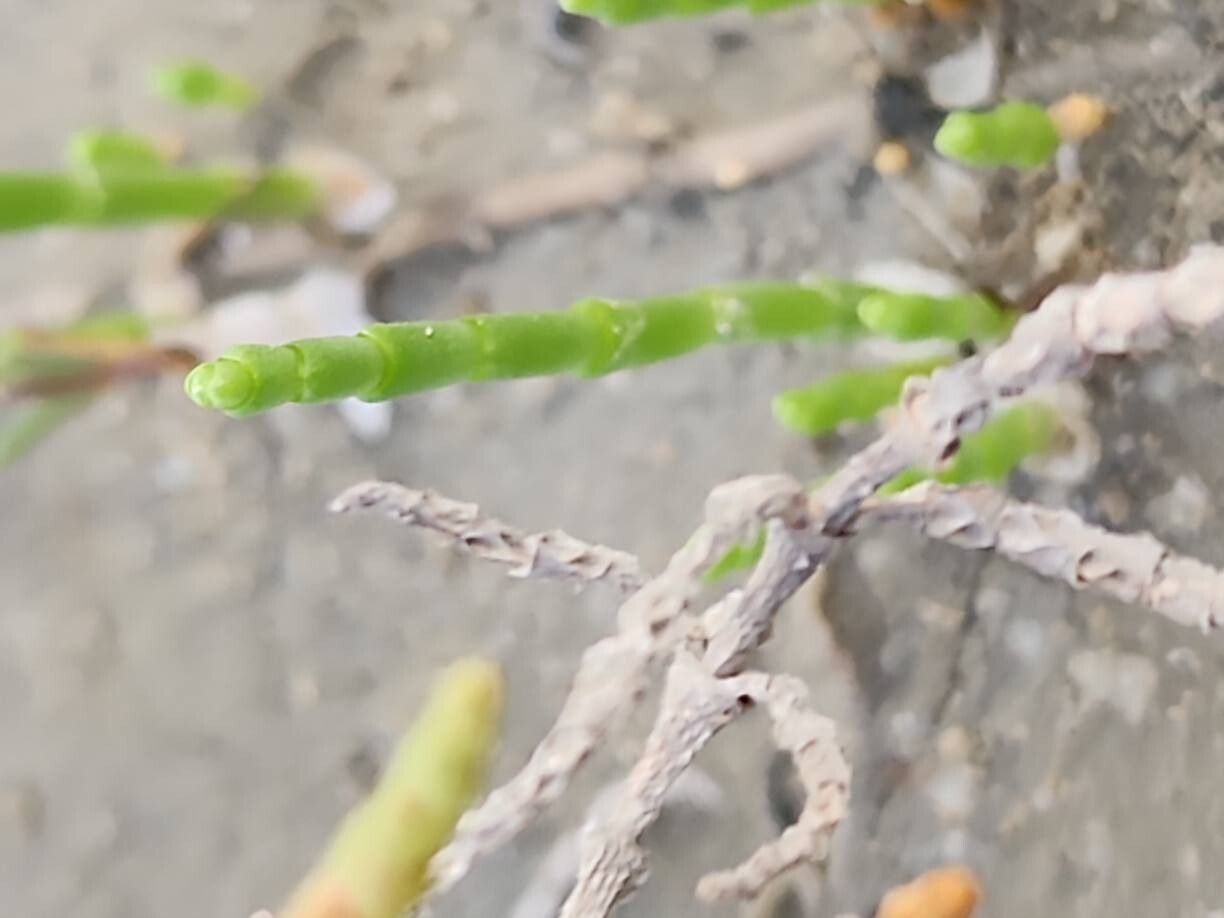 Salicornia persica — houseplant care guide