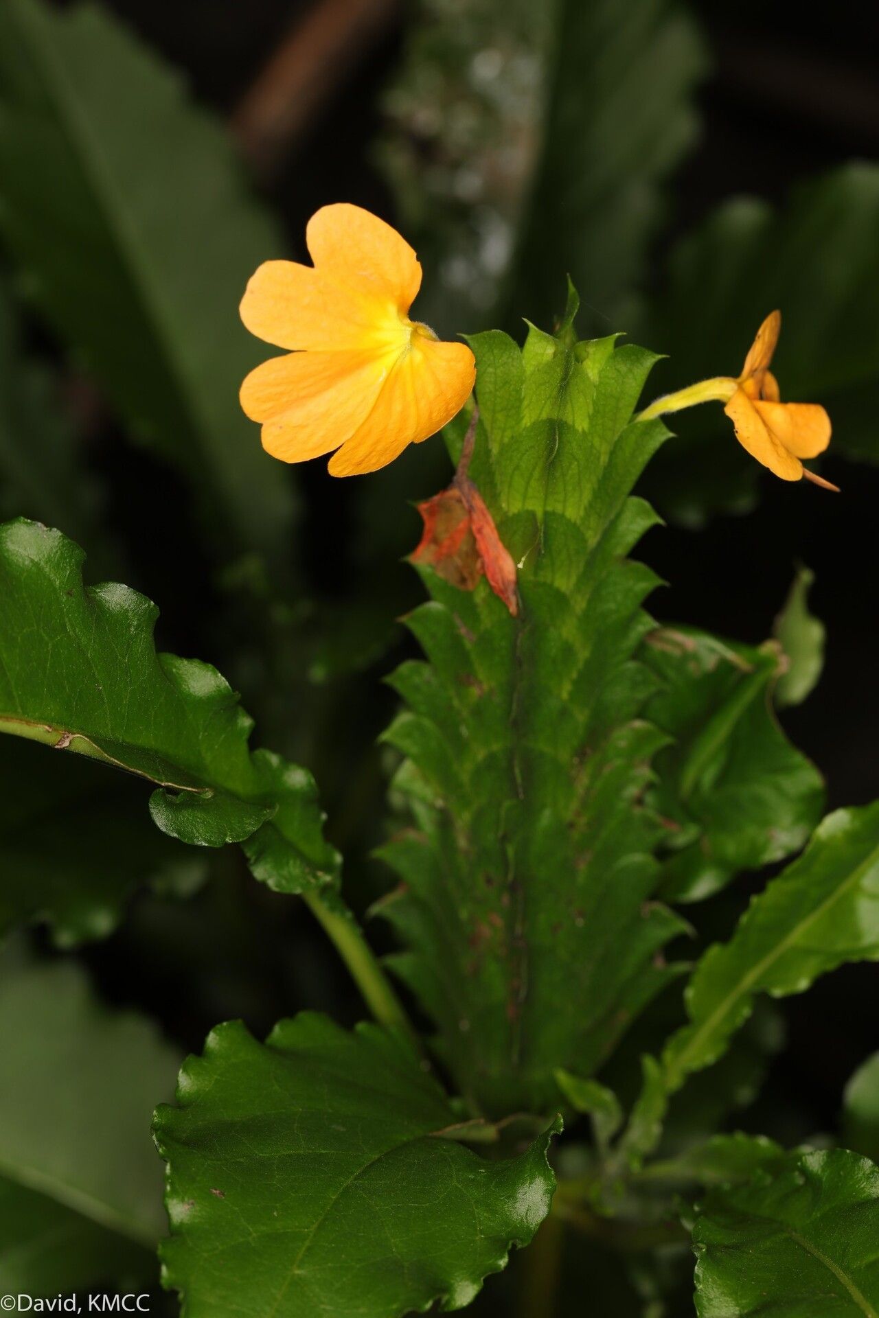 Crossandra rupestris — search result for 'Crossandra'