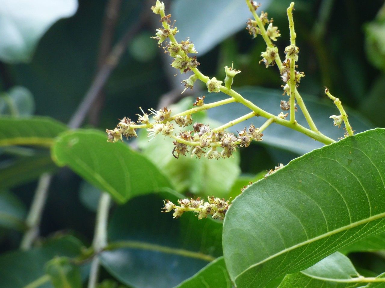 Terminalia arjuna flower