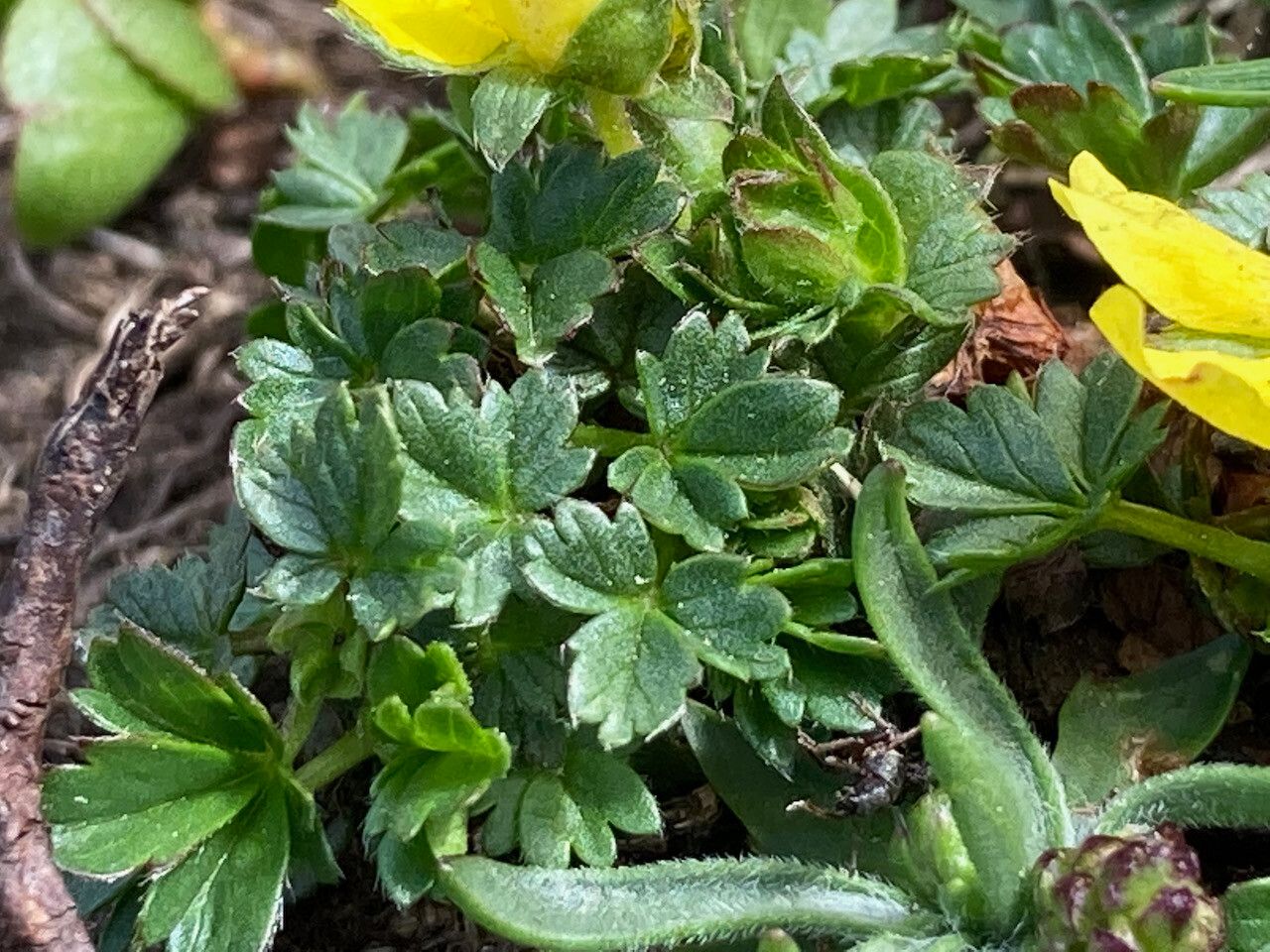 Potentilla brauneana — houseplant care guide