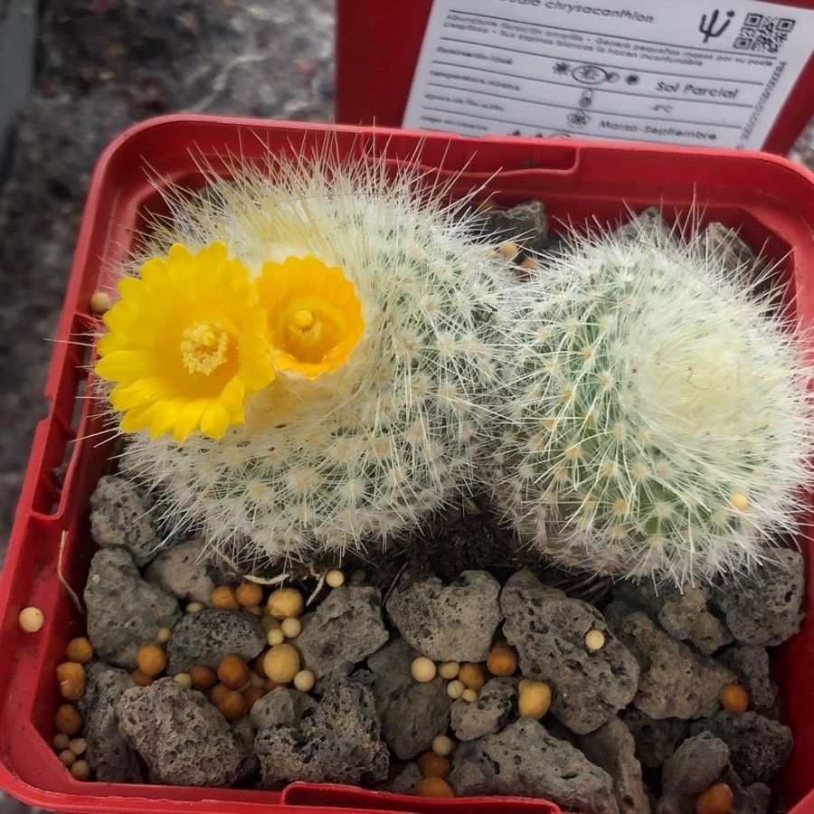 Parodia chrysacanthion — search result for 'Parodia'