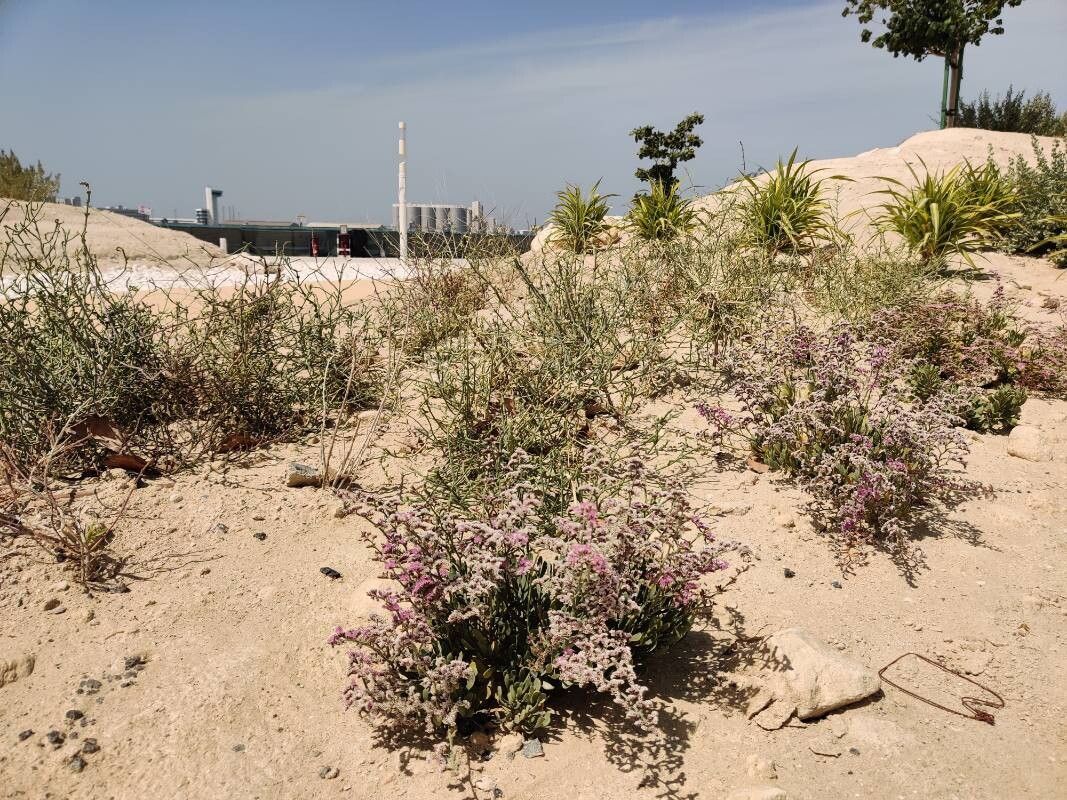Limonium axillare habit