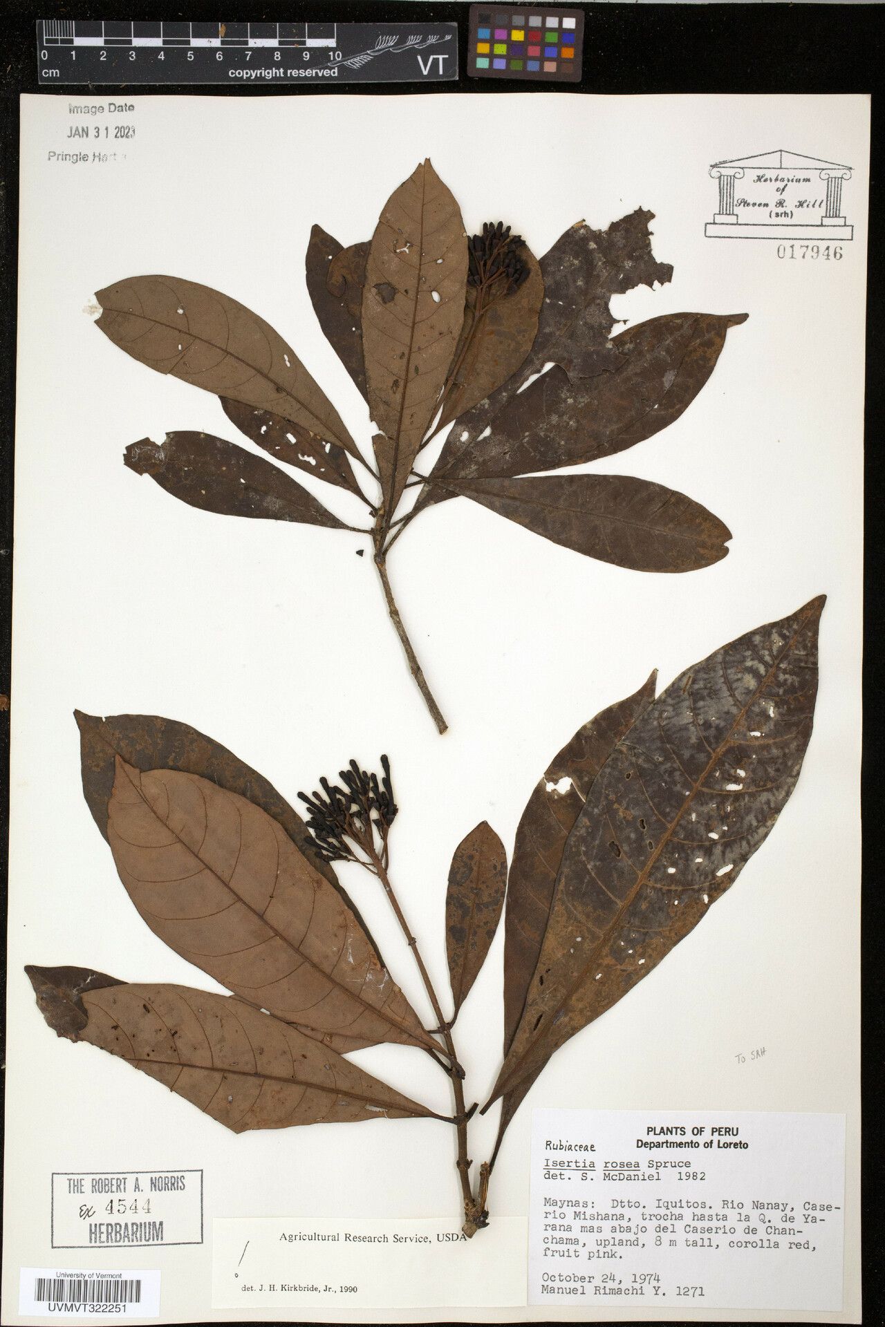 Isertia rosea — houseplant care guide