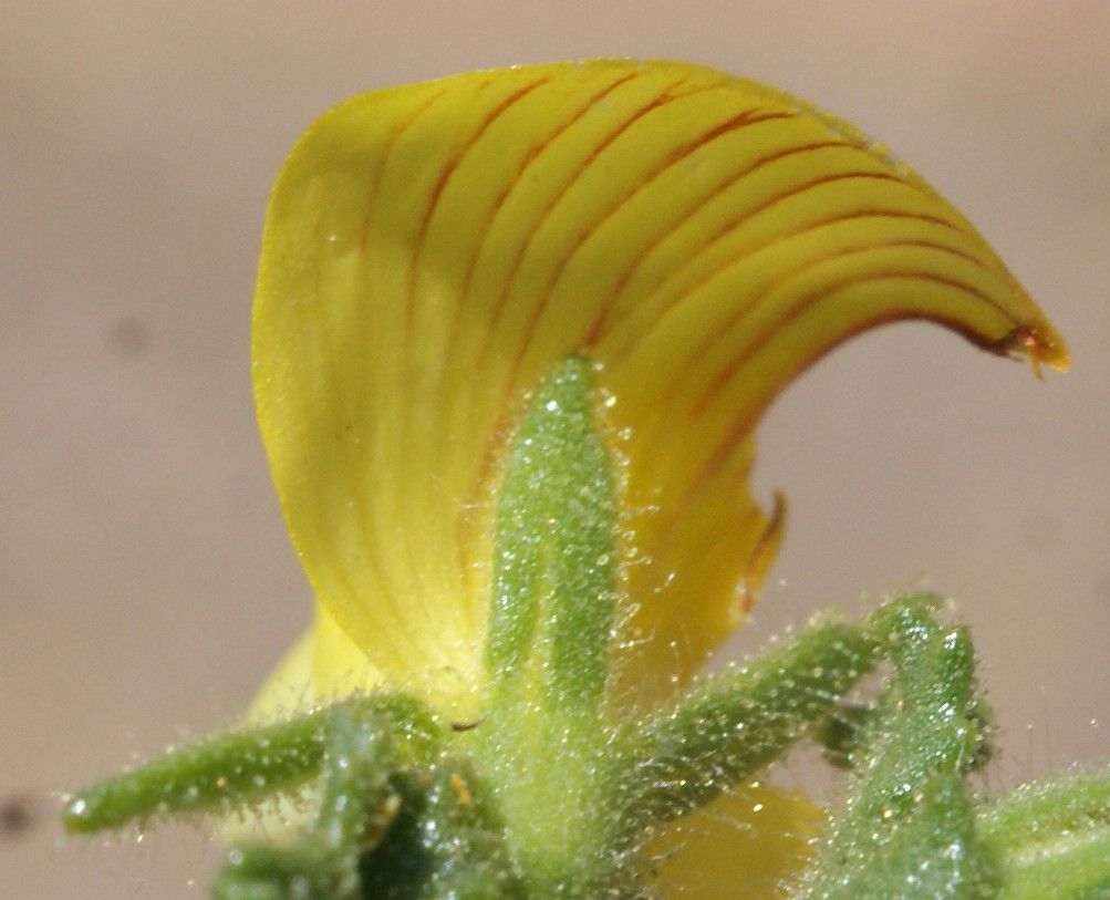 Ononis crispa flower