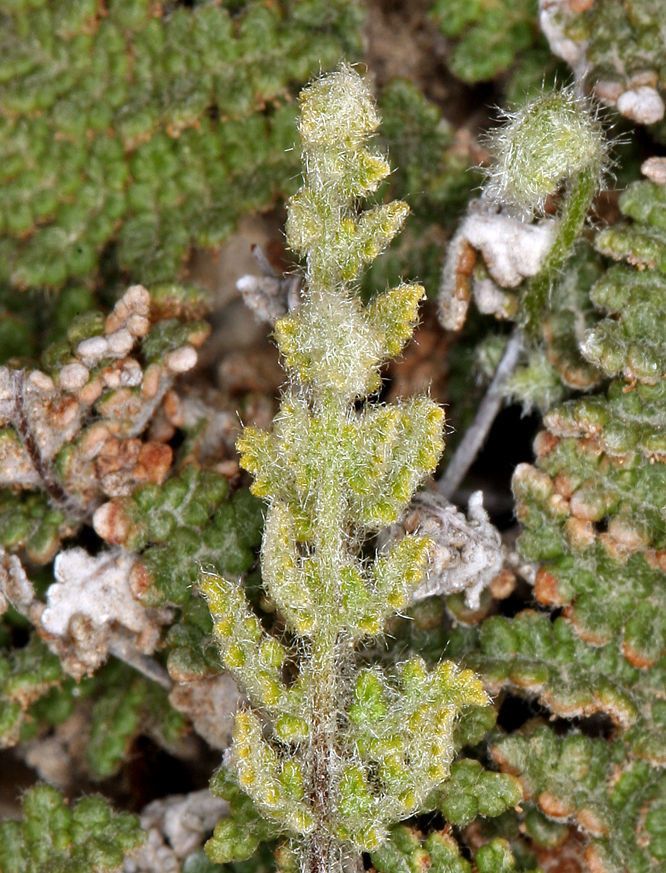 Hemionitis feei habit