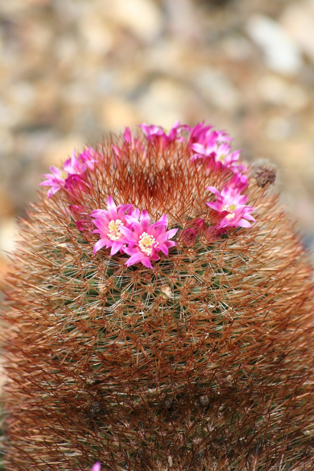 Mammillaria varieaculeata flower