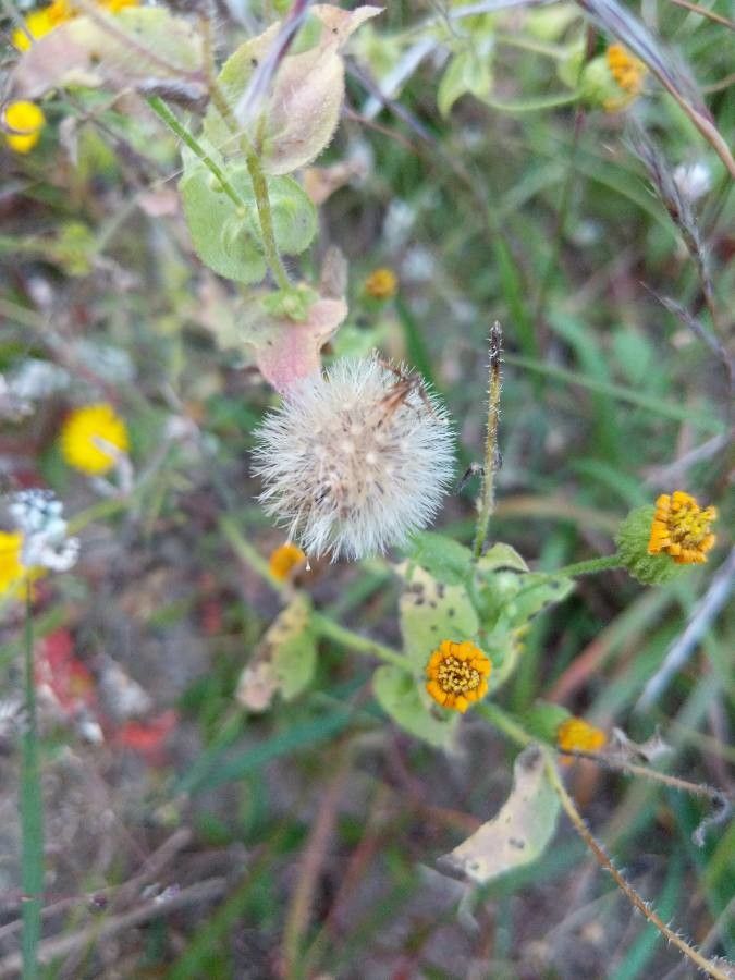 Heterotheca subaxillaris fruit