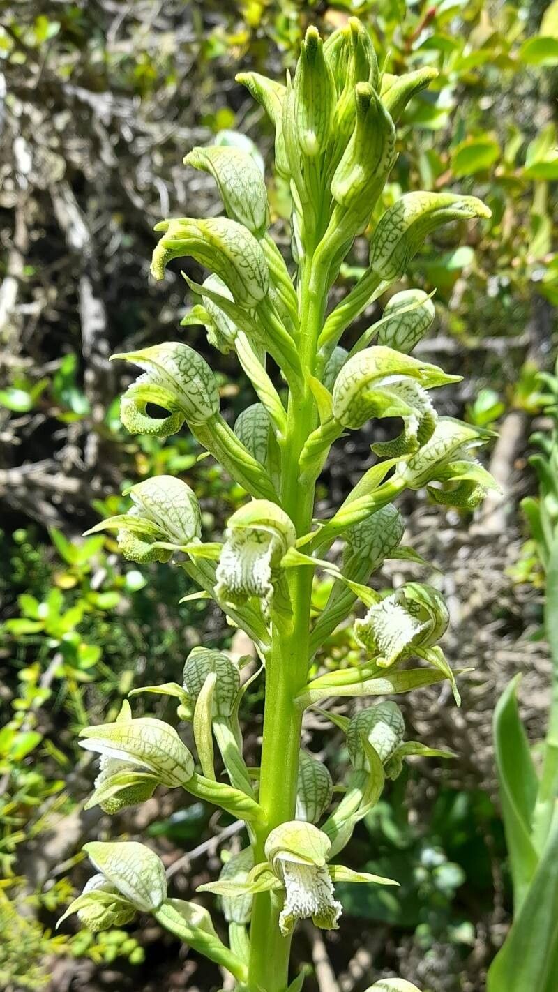 Chloraea cylindrostachya flower